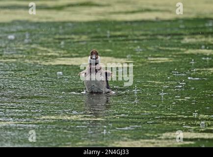 Goldeneye comune (Bucephala clangula changula) anatroccolo sul lago sotto la pioggia, flapping 'ali' Estonia Giugno Foto Stock