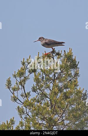 Comune Redshank (Tringa totanus totanus) adulto arroccato su albero in alto Estonia Giugno Foto Stock