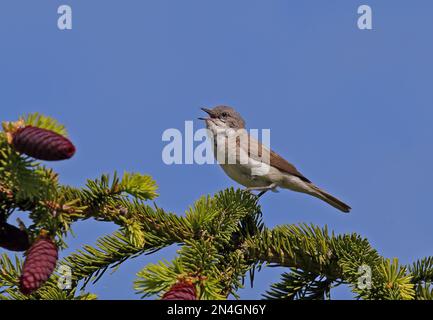 Minore Whitehoose (Sylvia curruca curruca) maschio adulto arroccato su abete nella canzone penisola di Sorve, Isola di Saaremaa, Estonia Giugno Foto Stock