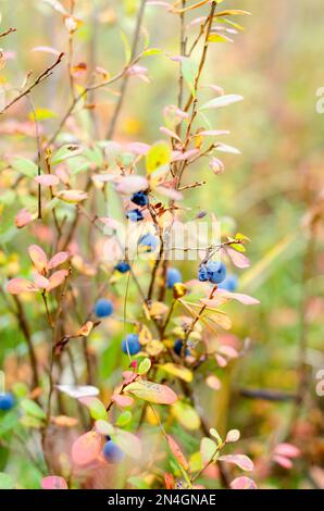 I mirtilli blu brillanti e succosi crescono su un Bush accanto a frutti surmaturi e rivettati nella foresta settentrionale selvaggia. Foto Stock