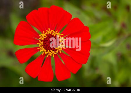 Goiania, Goiás, Brasile – 08 gennaio 2023: Un vivace fiore rosso con uno sfondo sfocato. Foto Stock