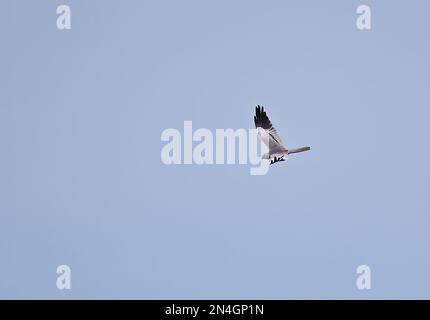 Harrier di Montagu (Circus pygargus) maschio adulto in volo Alutaguse Forest, Estonia Giugno Foto Stock