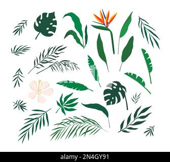 Set di illustrazioni vettoriali di foglie tropicali e fiori isolati su sfondo bianco. Collezione di piante colorate estremamente dettagliata. Illustrazione Vettoriale