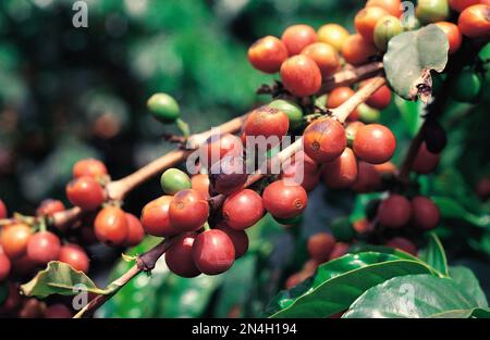 Kenya. Primo piano della maturazione delle bacche di caffè in crescita. Foto Stock