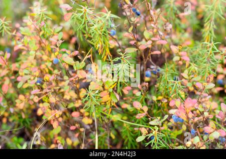 Blu brillante succosa mirtilli selvatici crescono in una vegetazione colorata in autunno nella tundra della foresta russa boreale. Foto Stock