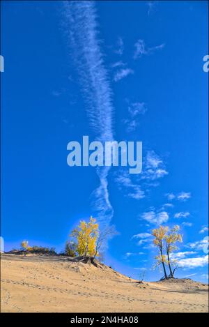 Bel cielo blu con il colore delle foglie autunnali nelle dune di sabbia. Foto Stock