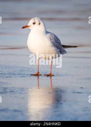 Un gul a testa nera un lago ghiacciato, inverno, Regno Unito Foto Stock