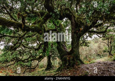 Lussureggiante Fanal foresta, Madeira, Portogallo. Paesaggio protetto, vecchi alberi di alloro e cedro coperto di muschio, verde natura, fresco ecosistema.percorso pittoresco Foto Stock