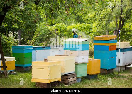 molti alveari colorati in legno in forma di scatole sull'apiario tra erba verde e alberi con api che portano polline per il miele Foto Stock