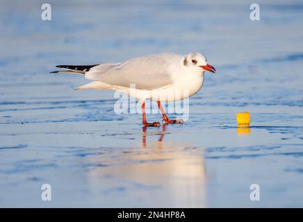 Un gul dalla testa nera con cibo su un lago ghiacciato, inverno, Regno Unito Foto Stock