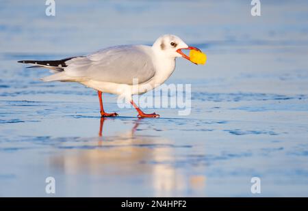 Un gul dalla testa nera con cibo su un lago ghiacciato, inverno, Regno Unito Foto Stock