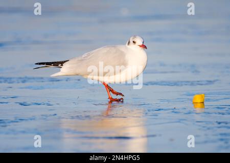 Un gul dalla testa nera con cibo su un lago ghiacciato, inverno, Regno Unito Foto Stock