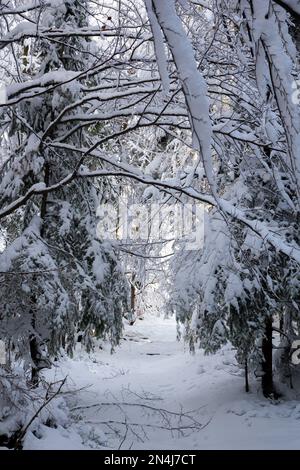 Sentiero escursionistico attraverso la foresta innevata nelle montagne Beskid in Polonia, rami di alberi che si piegano sul sentiero coperto di neve fresca. Foto Stock