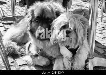 Fotografia di strada che cattura la vita quotidiana di ogni gente di giorno che va circa le loro vite occupate Foto Stock