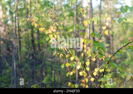 Foglie gialle su una piccola betulla autunnale crescono nella foresta di abete rosso della foresta settentrionale di Yakutia. Foto Stock