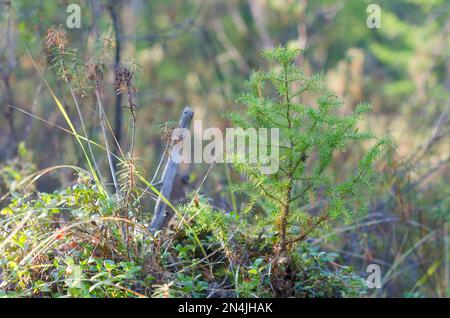 Un piccolo rosso verde giovane cresce in autunno su una collina con bacche nelle foreste settentrionali di Yakutia. Foto Stock