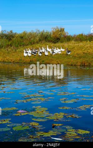 La piuma bianca si trova nei gigli d'acqua sul fiume vicino alla riva e un gregge di oche nei cespugli. Foto Stock