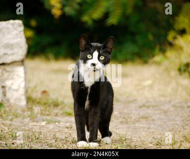 Gatto randagio bianco e nero a Varna, Bulgaria Foto Stock