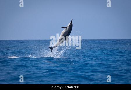 Delfino Spinner che salta fuori dall'oceano, Kona Hawaii Foto Stock