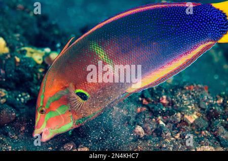 Adult Yellowtail Coris alla ricerca di cibo, Coris gaimard, Coral Garden dive site, Seraya, Kubu distretto, Karangasem, Bali, Indonesia, Oceano Indiano Foto Stock