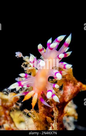 Molto desiderato Flabellina nudibranch, Flabellina exoptata, Tanjung Nenas sito di immersione, Weda, Halmahera, Maluku del Nord, Indonesia, Mare di Halmahera Foto Stock