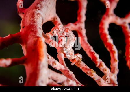 Cavalluccio marino Pygmy di Denise per appassionati di mare, Hippocampus denise, sito di immersione Elmoost, Weda, Halmahera, Maluku settentrionale, Indonesia, Mar di Halmahera Foto Stock