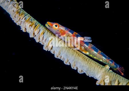 Loki Whip Goby, Bryaninops loki, su Whip Coral, Alcyonacea Order. Con copepod parassita, sottoclasse di Copepoda, con custodia per uovo, sito di immersione Elmoost, Weda, Foto Stock