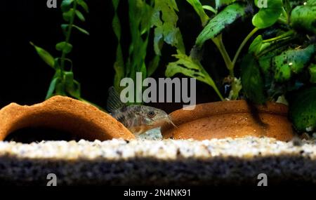 Corydoras paleatus - Pesce corydoras leopardo blu Foto Stock