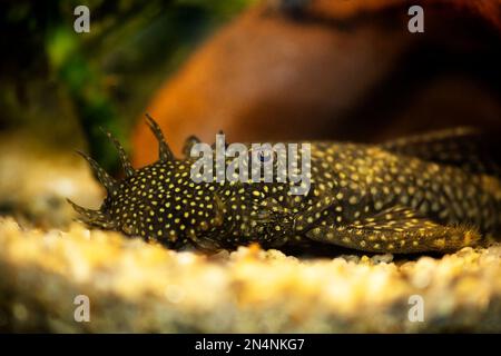 Pesce gatto Bushymouth - Ancistrus dolichopterus Foto Stock