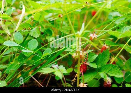 Tra le erbe verdi in fiore le bacche rosse e brillanti delle fragole selvatiche settentrionali nel prato in estate. Foto Stock