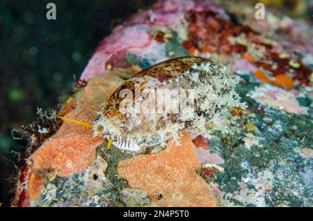 Cowrie dai bordi spessi, Erronea caurica, Wreck Slope dive site, Tulamben Regency, Karangasem, Bali, Indonesia, Oceano Indiano Foto Stock
