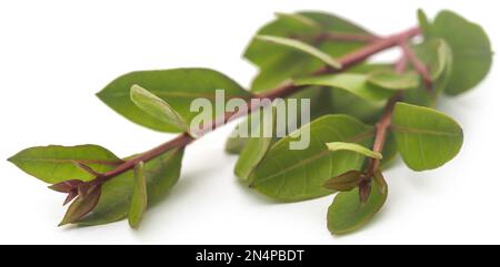 Foglie di hennè medicinale su sfondo bianco Foto Stock