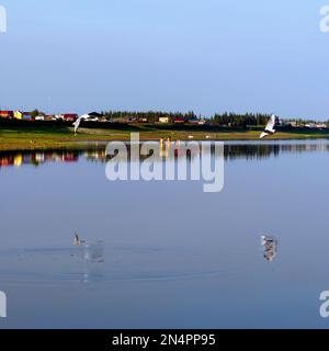 I gabbiani bianchi del nord volano sopra la superficie del fiume sullo sfondo delle case sulla riva del villaggio di Yakut. Foto Stock