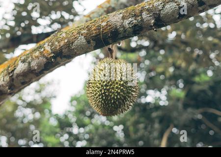 Frutto Durio zibethinus appeso all'albero in attesa di essere raccolto Foto Stock