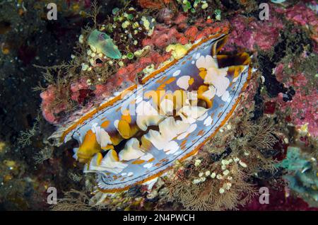 Variable Thorny Oyster, Spondylus Varians, sito di immersione Liberty Wreck, Tulamben, Karangasem Regency, Bali, Indonesia, Oceano Indiano Foto Stock