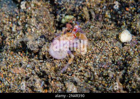 Giovane Anemone Hermit Crab, Dardanus pedunculatus, senza guscio, i Love Amed immersione sito, Amed, Karangasem Regency, Bali, Indonesia, Oceano Indiano Foto Stock