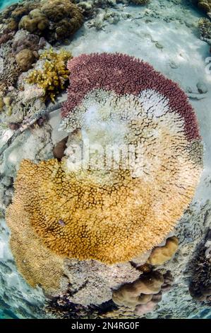 Corallo da tavola, Acropora sp, con corona di spine Seastar, Acanthaster planci, danni da predazione, NusaBay Menjangan Hotel House Reef, West Bali National P Foto Stock