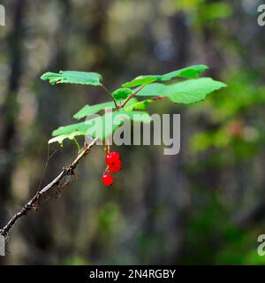 Bacche luminose di ribes rosso selvatico su un ramo di un Bush con un piccolo velo maturano sotto le foglie verdi alla luce del sole in autunno contro gli alberi del Foto Stock
