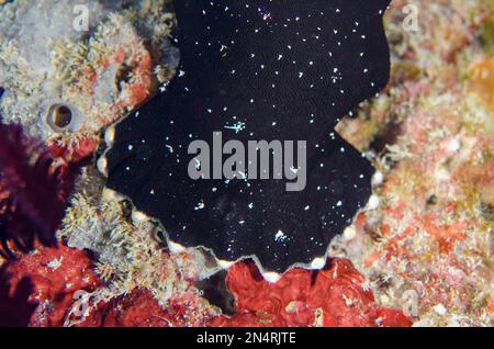 Pinna pelvica di rana pescatrice dipinta, Antennarius pictus, Crystal Bay dive site, Padang Bai, Bali, Indonesia Foto Stock