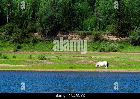 Un cavallo Yakut bianco solo mangia erba sulla riva del fiume Viluy tra la riva di pietra e la scogliera dalla taiga della foresta di conifere nel Foto Stock