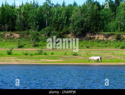 Un cavallo bianco di Yakut solario esce dalle acque blu del fiume Viluy dalla foresta verde della tundra di abete rosso. Foto Stock