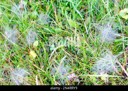 Un sacco di ciottoli con brina bianca al mattino sull'erba verde nel campo. Foto Stock