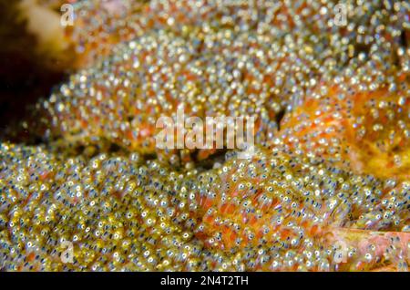 Occhi nelle uova dell'anemonefish di Clark, Amphiprion clarkii, Gili Tepekong dive site, Candidasa, Bali, Indonesia Foto Stock