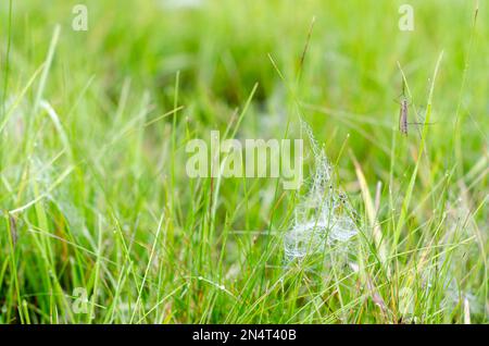 Un insetto con ali e grandi gambe siede sull'erba verde tra il gelo bianco e la rugiada sul web in autunno nel campo della foresta di Yakutia. Foto Stock