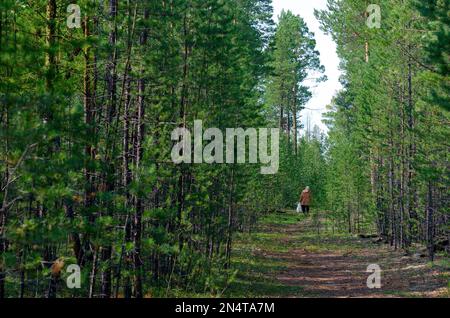 Ragazza turistica asiatica con un pacchetto in mano raccoglie funghi nella foresta con piccoli abeti nella taiga selvaggia del nord Yakutia. Foto Stock