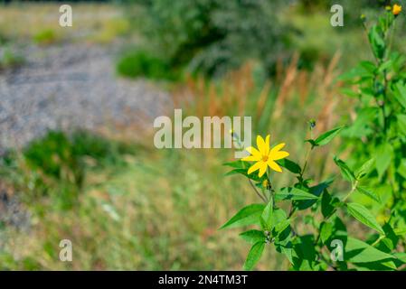 Il fiore giallo della pianta del carciofo di Gerusalemme cresce su un Bush con le foglie su uno sfondo di erba e pietra nei monti Altai. Foto Stock