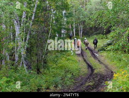 Un gruppo di collezionisti di uomini e donne di Yakuts asiatici con borse e secchi sono sulla strada per la foresta settentrionale tra le betulle. Foto Stock