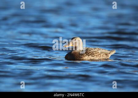 Gallina d'anatra nuota su un lago blu in inverno con vista laterale Foto Stock