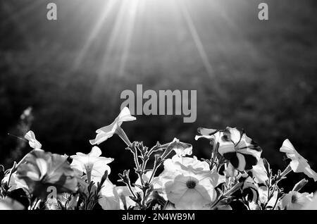 Foto in bianco e nero i raggi del sole in semicerchio dall'alto illuminano i germogli luminosi dei fiori di Petunia sullo sfondo di un campo di patate a s. Foto Stock