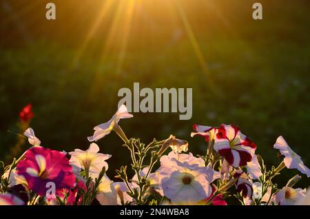 I raggi del sole in semicerchio dall'alto illuminano i germogli fioriti di petunia contro l'erba al tramonto di sera. Foto Stock